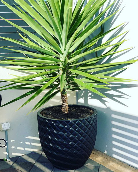 Seaview Sunset Holiday Apartments - Australian Directory 4