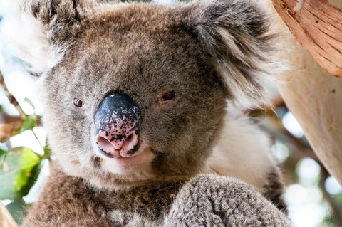 Admirals Inn - Australian Directory 31