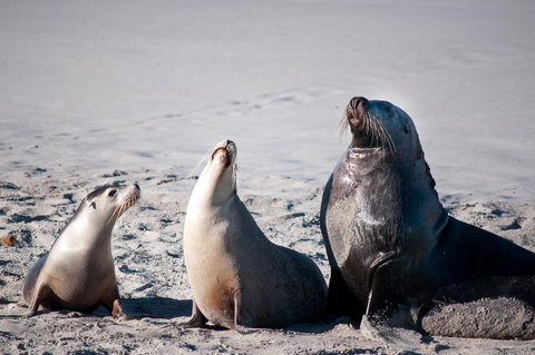 Admirals Inn - Australian Directory 39