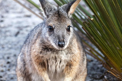 Admirals Inn - Australian Directory 32