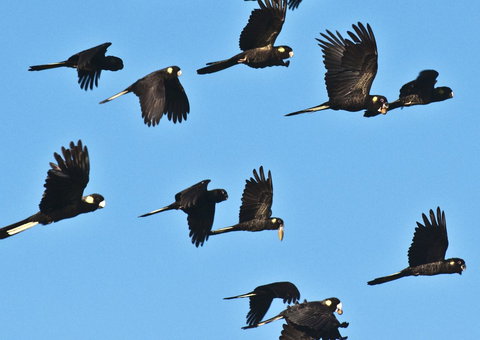 Admirals Inn - Australian Directory 42