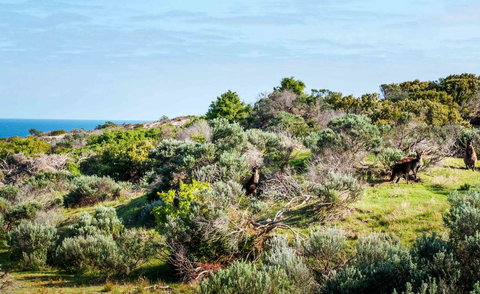 Admirals Inn - Australian Directory 36