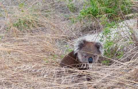 Admirals Inn - Australian Directory 33