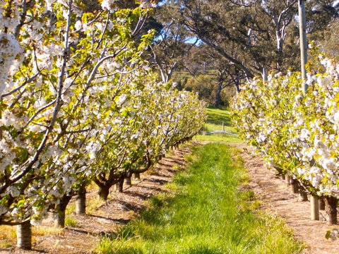 STUDIO ECHUNGA Adelaide Hills - Australian Directory 18