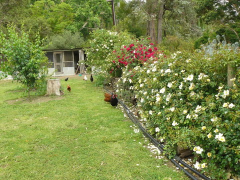 Camawald Coonawarra Cottage B&B - Australian Directory 3