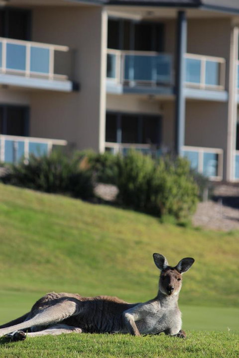 Lady Bay Hotel - Australian Directory 16