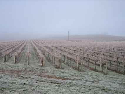 Vineyard Cottage BnB - Australian Directory 12