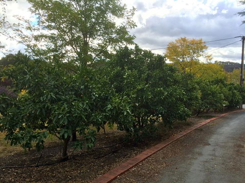 Vineyard Cottage BnB - Australian Directory 11