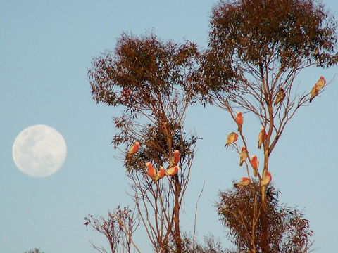 Burra Motor Inn - Australian Directory 28