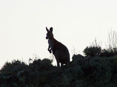 Burra Motor Inn - Australian Directory 37