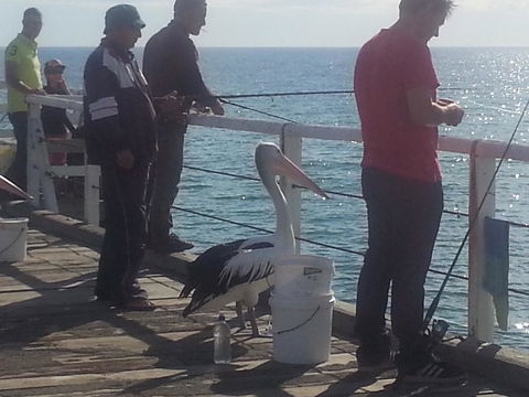 Adelaide Luxury Beach House - Australian Directory 24