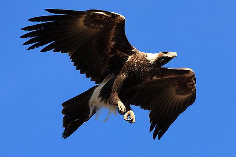 Eagles Range - Australian Directory 16