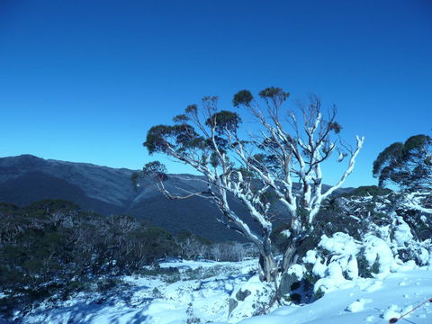 CHILL-OUT - Thredbo - Australian Directory 33