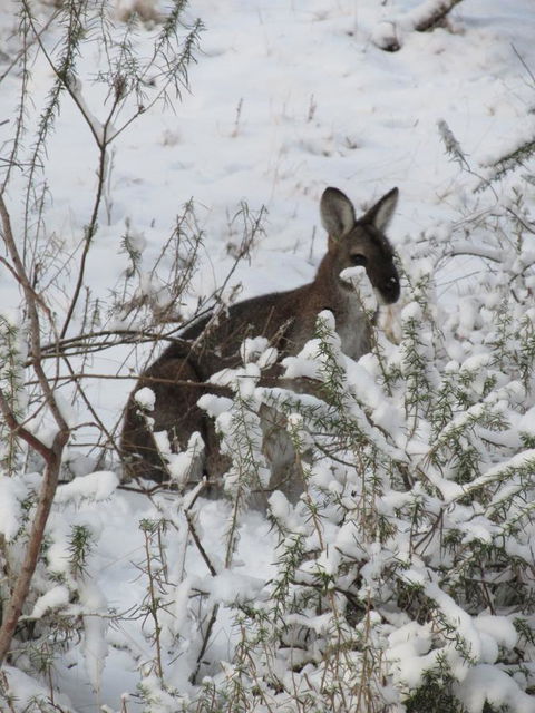CHILL-OUT - Thredbo - Australian Directory 3