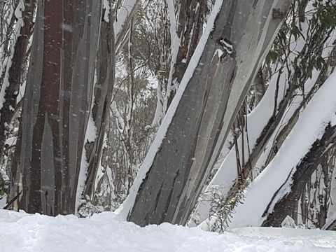 CHILL-OUT - Thredbo - Australian Directory 30