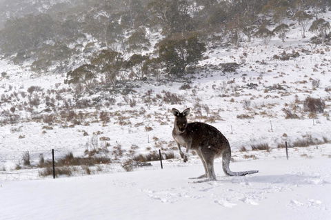 CHILL-OUT - Thredbo - Australian Directory 27