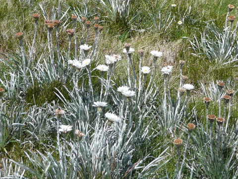 CHILL-OUT - Thredbo - Australian Directory 36