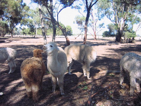 Linger Longer Vineyard - Australian Directory 20