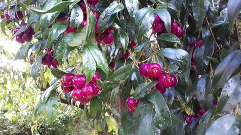 Linger Longer Vineyard - Australian Directory 16