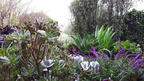 Linger Longer Vineyard - Australian Directory 15