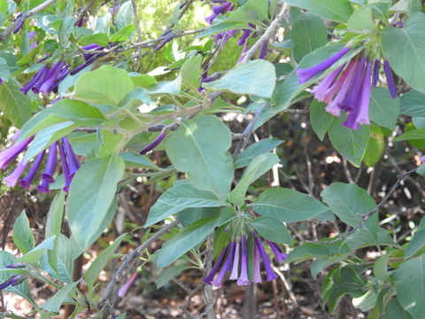 A Secret Garden - Australian Directory 11