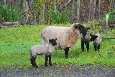 Back Valley Farmstay Bed And Breakfast - Australian Directory 13