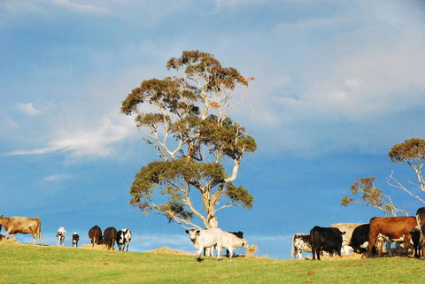 Back Valley Farmstay Bed And Breakfast - Australian Directory 18
