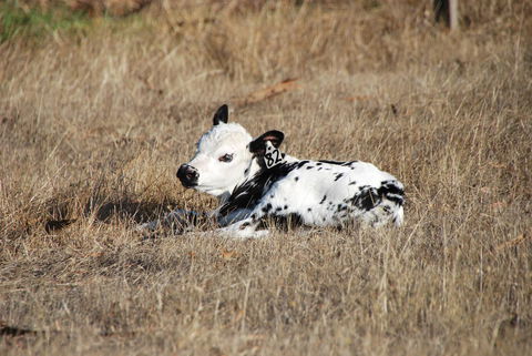Back Valley Farmstay Bed And Breakfast - Australian Directory 12
