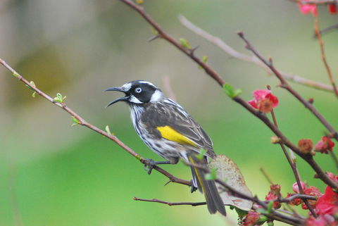 Back Valley Farmstay Bed And Breakfast - Australian Directory 16