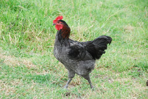 Back Valley Farmstay Bed And Breakfast - Australian Directory 17