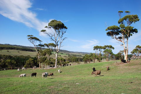 Back Valley Farmstay Bed And Breakfast - Australian Directory 0