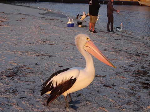 Aurora Holiday Apartment @West Beach - Australian Directory 11