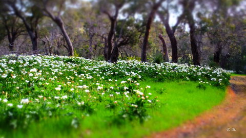 Chandlers Smiths Beach Villas - Australian Directory 13