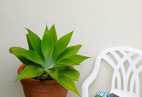 Sea & Soul Beachside Apartments - Australian Directory 9