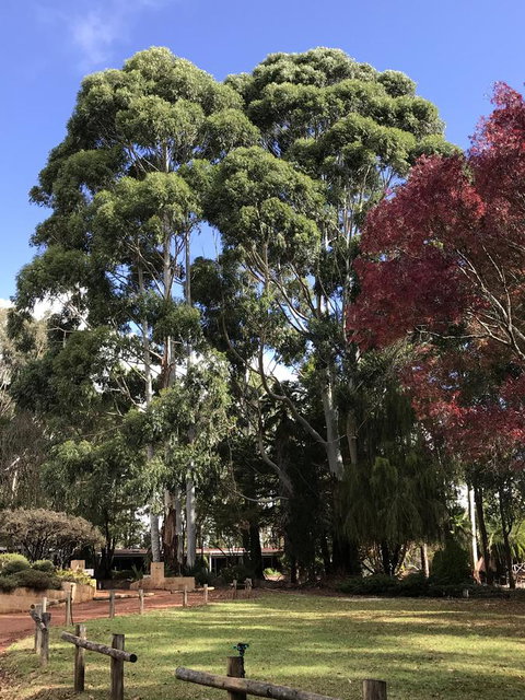 Forest Lodge Resort - Australian Directory 15