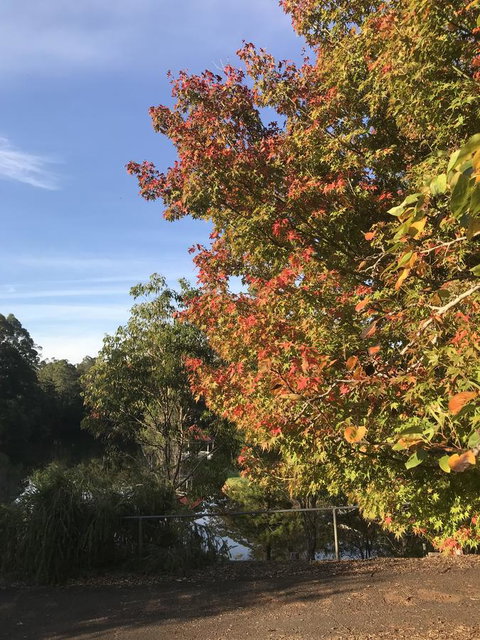 Forest Lodge Resort - Australian Directory 32