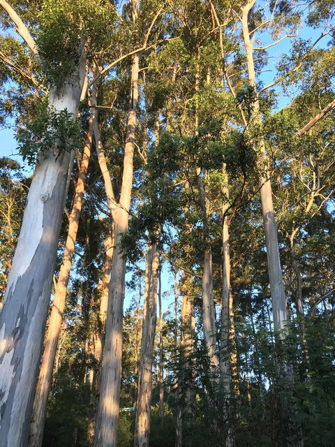 Forest Lodge Resort - Australian Directory 37