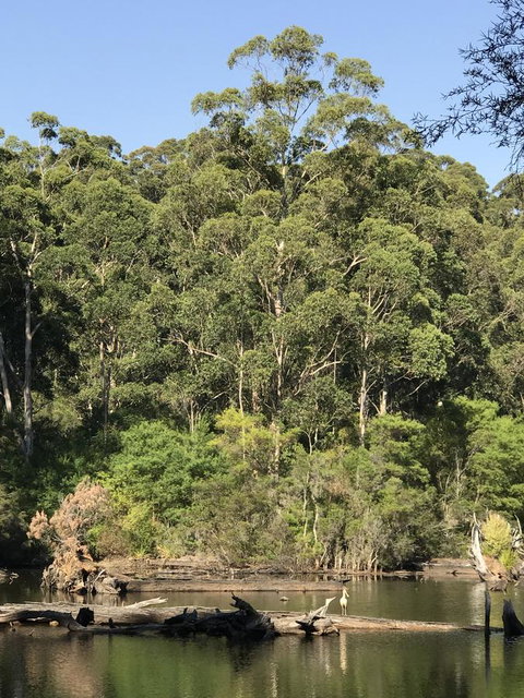 Forest Lodge Resort - Australian Directory 22