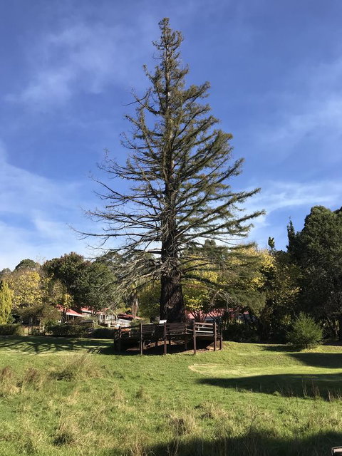 Forest Lodge Resort - Australian Directory 38