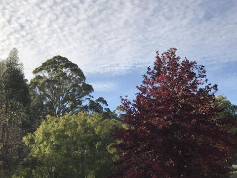 Forest Lodge Resort - Australian Directory 39