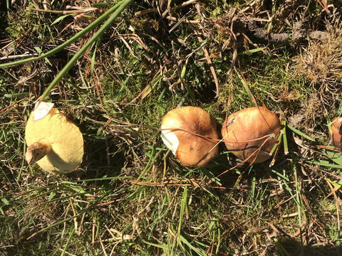 Forest Lodge Resort - Australian Directory 34