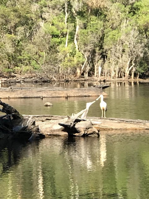 Forest Lodge Resort - Australian Directory 25