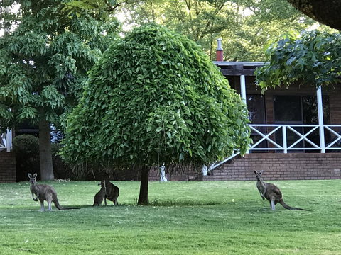 Forest Lodge Resort - Australian Directory 1