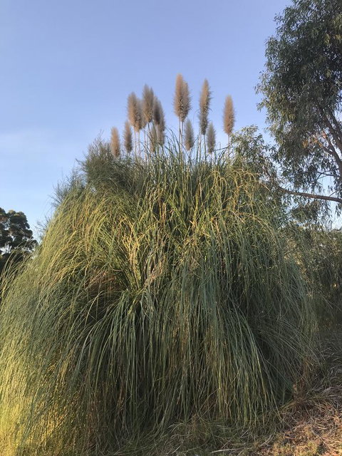 Forest Lodge Resort - Australian Directory 19