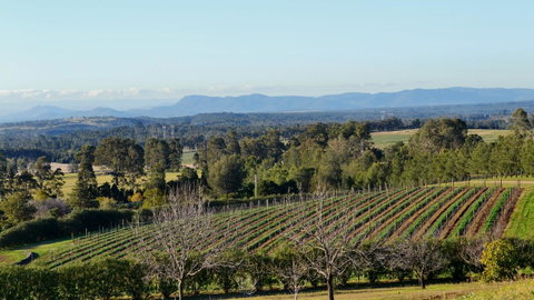 Grapevines Boutique Accommodation - Australian Directory 21