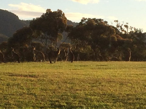 Grapevines Boutique Accommodation - Australian Directory 26