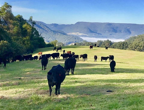 Amaroo Valley Springs - Australian Directory 5