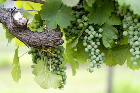 Thistle Hill Guesthouse - Walk To Many Wineries And Restaurants - Australian Directory 44