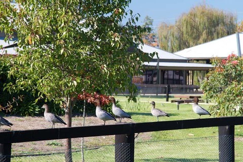 Potters Apartments - Australian Directory 25