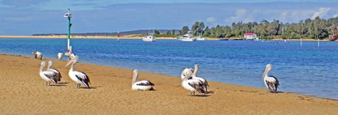 Pelican Motor Inn - Australian Directory 29